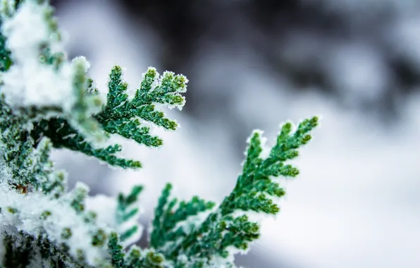 Картинка зима, макро, снег, зеленый, ветка, кипарис