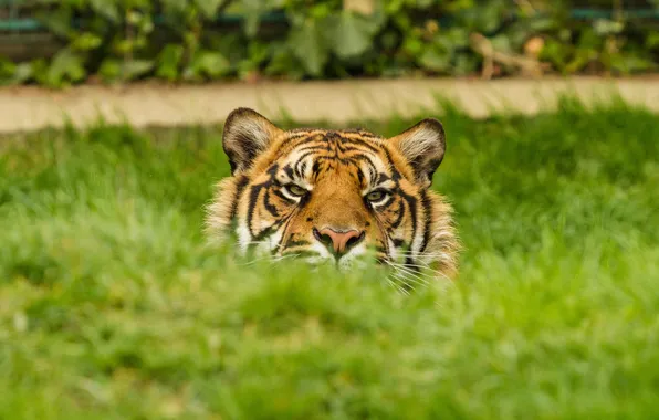 Картинка кошка, трава, морда, тигр