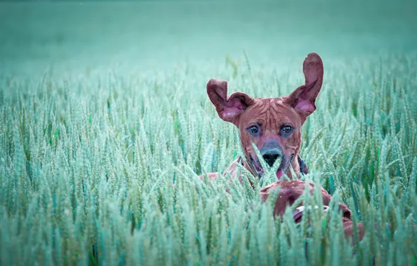 Картинка собака, бег, уши, в поле