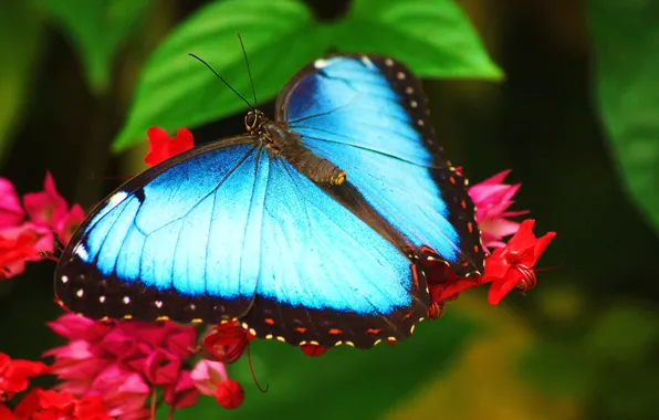 Картинка обои, морфо, голубая бабочка, morpho, сидит на цветке