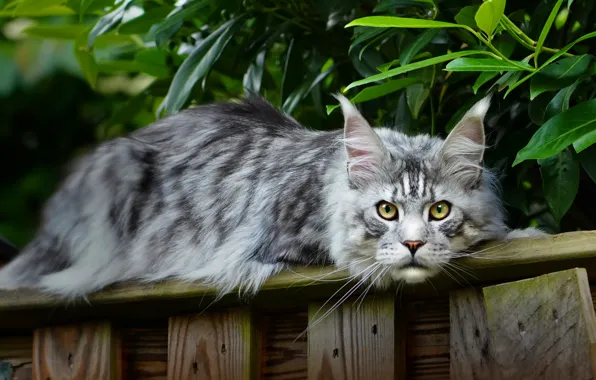 Кошка, кот, взгляд, серый, забор, сад, мейн-кун