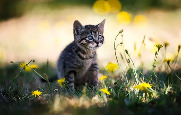 Кошка, трава, взгляд, свет, цветы, природа, котенок, поляна