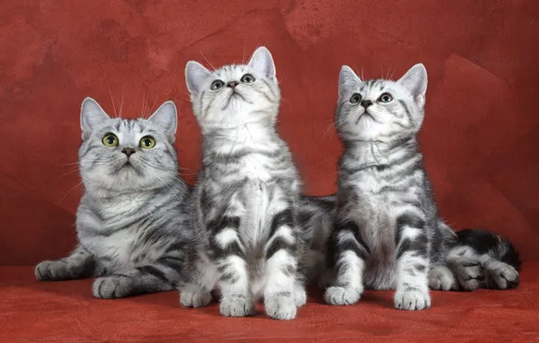 Котята, Фон, Трио