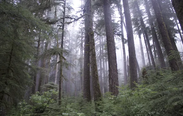Лес, деревья, природа, туман, USA, США, Olympic National Park, Национальный парк Олимпик