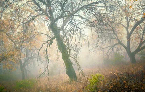 Картинка осень, лес, деревья, туман, склон