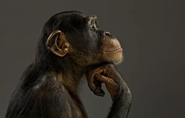 Картинка настроение, модель, обезьяна, шимпанзе
