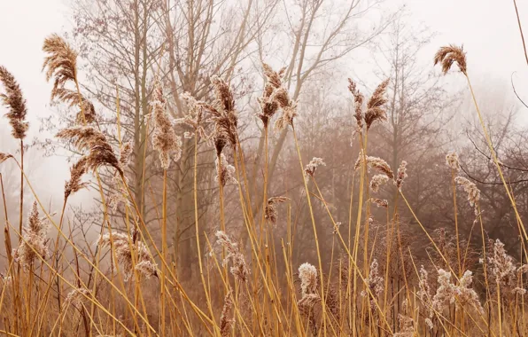 Brown, autumn, plant