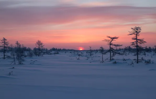Зима, снег, деревья, восход, рассвет, Россия, Сахалин