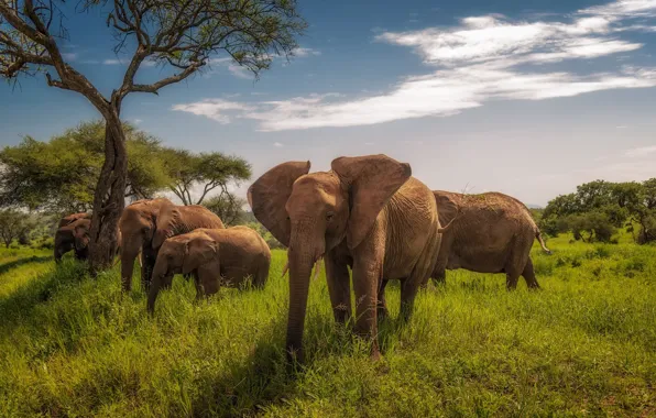 Картинка Африка, слоны, Танзания, Tarangire National Park