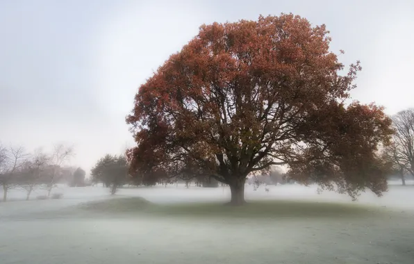 Поле, деревья, туман