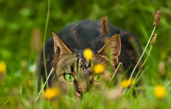 Кошка, трава, глаза, кот, взгляд, природа, зеленые
