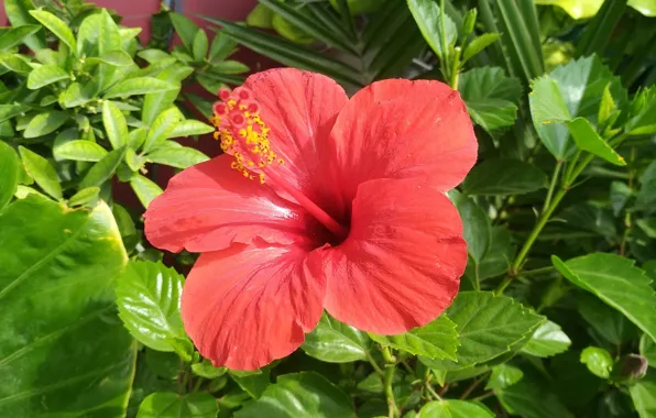 Гибискус, Китайская роза, Hibiscus