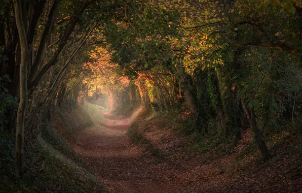 Картинка осень, деревья, Англия, тропа, туннель, тоннель, England, Западный Суссекс