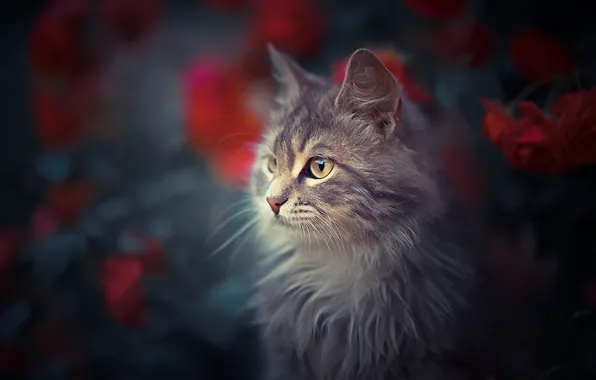 Картинка кошка, кот, цветы, портрет, мордочка, боке, котейка