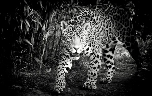Картинка морда, хищник, ягуар, черно-белое, дикая кошка