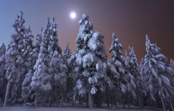 Картинка зима, лес, снег, деревья, пейзаж, ночь, природа, луна