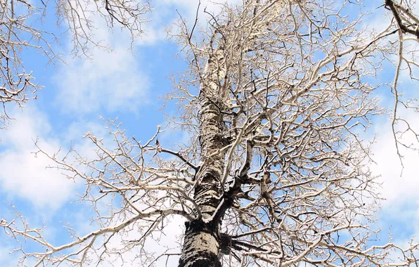 Картинка зима, дерево, берёза