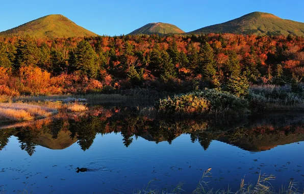 Картинка осень, вода, деревья, пейзаж, природа, озеро, холмы, утка