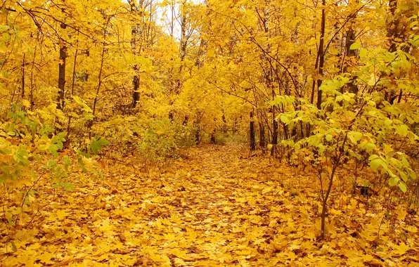 Картинка листья, деревья, nature, золотая осень, gold autumn