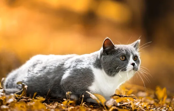 Осень, кошка, кот, взгляд, природа, поза, оранжевый фон, мордашка