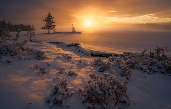 Зима, снег, деревья, закат, следы, Норвегия, кусты, Norway