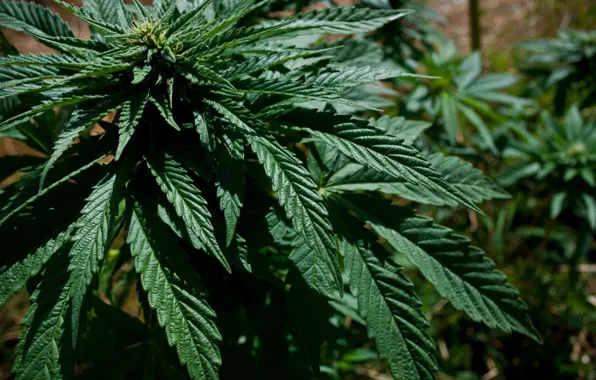 Цветок, травка, cannabis, weed, махорка