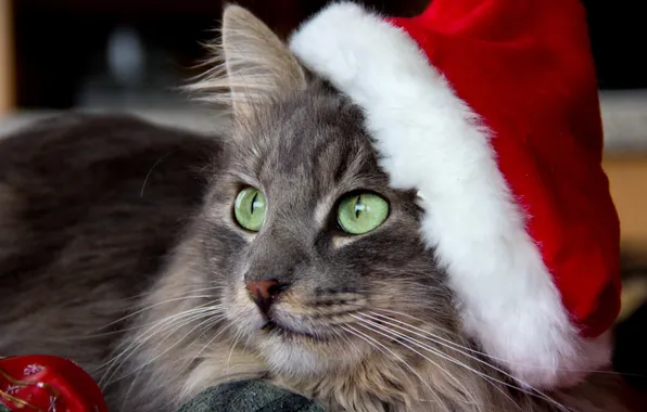 Картинка кошка, взгляд, праздник