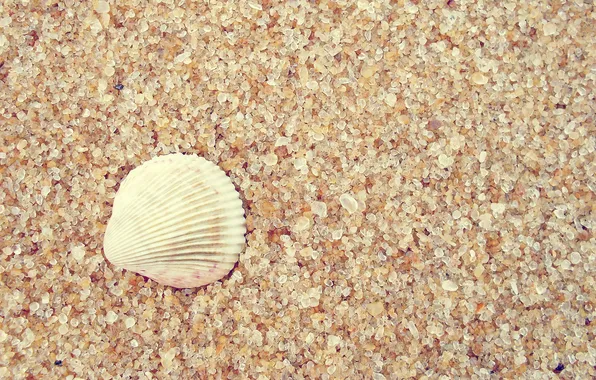 Картинка песок, макро, ракушка, macro, sand, 2560x1600, shell