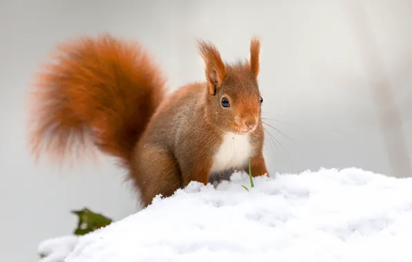 Картинка зима, снег, природа, поза, белка