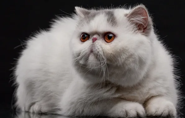 Картинка кошка, белый, кот, мордочка, чёрный фон, котэ, Экзотическая кошка, Экзот