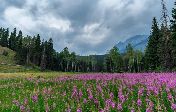 Поле, лес, лето, небо, облака, деревья, цветы, горы