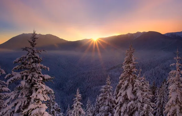 Зима, закат, природа, елки, мороз, красивый, снегу., лесогорье