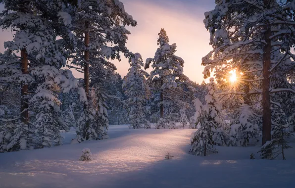 Картинка зима, лес, солнце, свет, снег, деревья, природа
