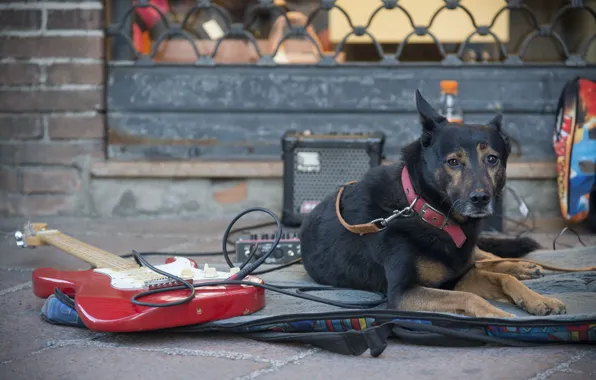 Картинка улица, гитара, собака