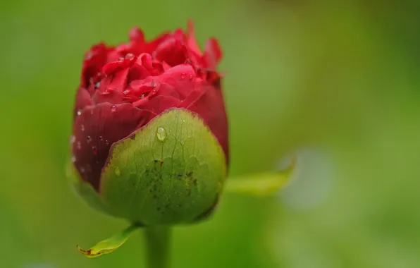 Макро, цветы, природа