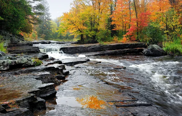 Картинка осень, лес, деревья, ручей, камни, течение, США, Alberta