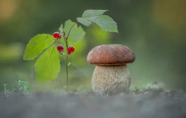 Листья, ягоды, веточка, гриб, полянка, белый гриб, боке, костяника