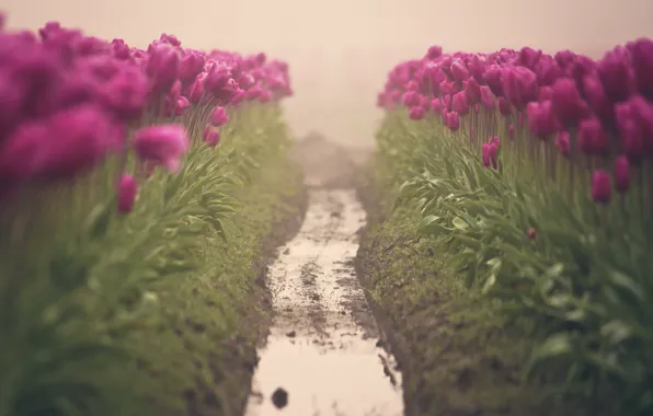 Цветы, туман, тюльпаны