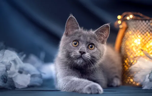 Кошка, взгляд, поза, котенок, серый, ткань, лежит, сумка