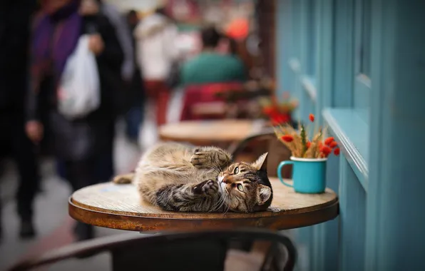 Картинка кошка, кот, на столе, боке, котейка