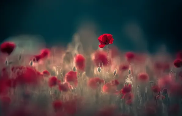 Картинка поле, лето, свет, цветы, красный, природа, темный фон, поляна