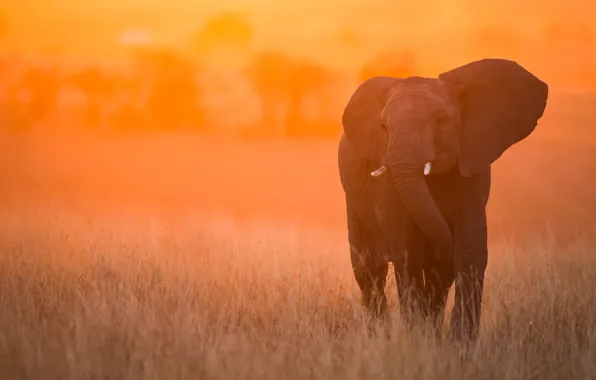 Картинка закат, слон, Кения, Масаи-Мара