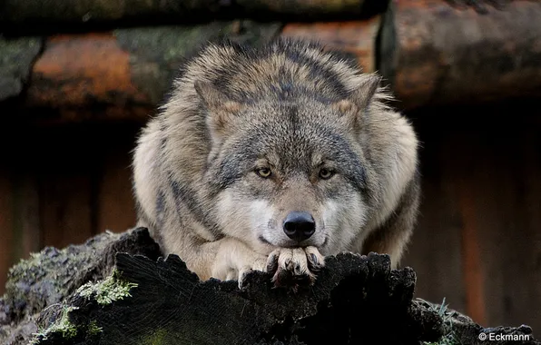 Картинка nature, snow, predator, face, animal, wolf, wildlife, portrait