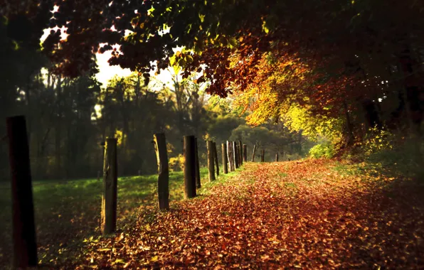 Картинка дорога, осень, листья, природа, столбы, листва, дороги, аллея