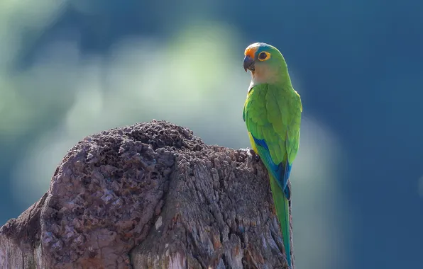 Зеленый, птица, пень, попугай, синий фон, попугайчик, аратинга