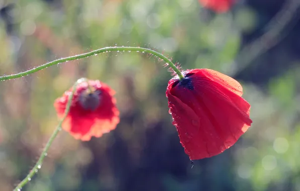 Red, flower, poppy