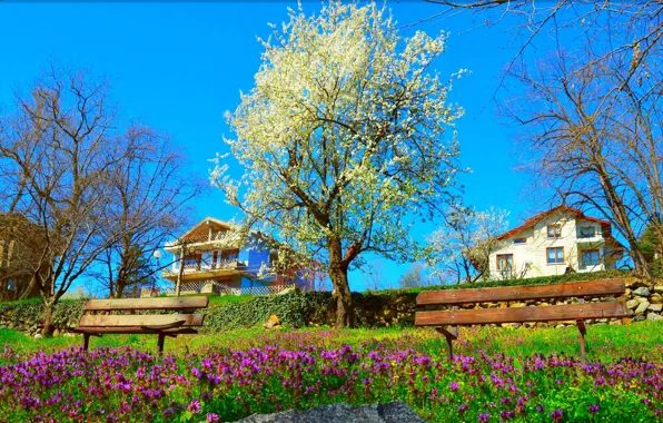 Park, Цветение, Скамейки, Парк, Spring, Nature, Flowering, Природа