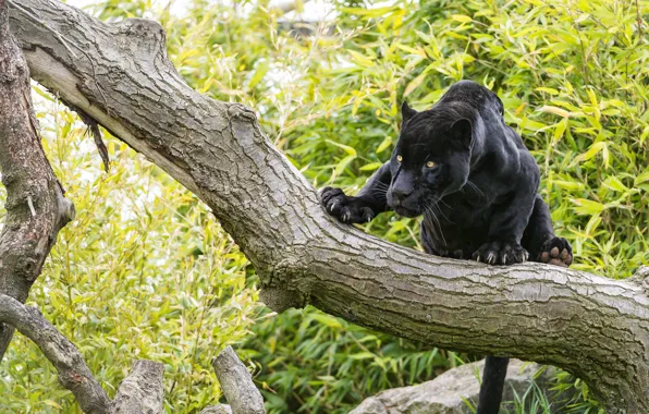 Картинка кошка, взгляд, дерево, чёрный, ягуар, ©Tambako The Jaguar