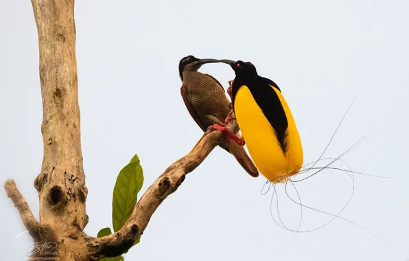 Картинка ствол дерева, две птицы, Александр Санин, поймал момент, The Kiss of the Bird of Paradise, …