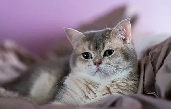 Картинка кошка, взгляд, мордочка, котейка, Британская короткошёрстная кошка
